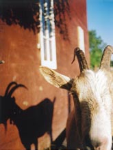 gingerGoat.jpg