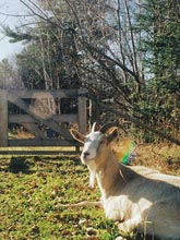 happyGoat.jpg