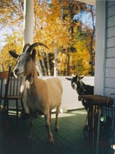 goatsPorch.jpg