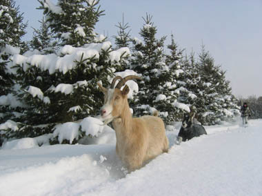Sled Goats