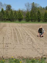 Planting Organic Carrots by hand
