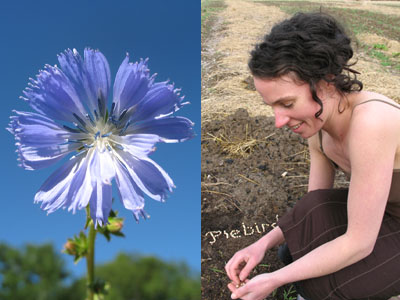 chicory seed