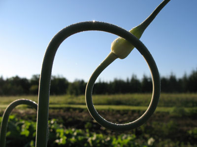 Bucket of Garlic Scapes