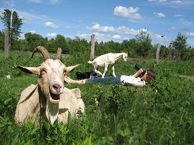 Goats of Summer