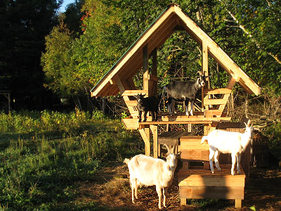 goat_manger1