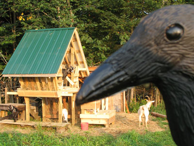 goat_manger2