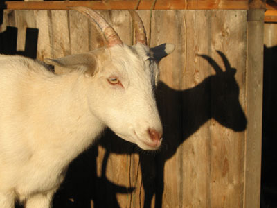 goat_manger_sunshine