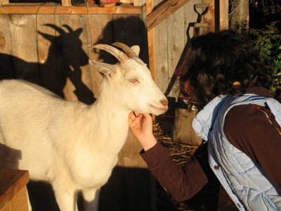 goat_manger_sunshine2