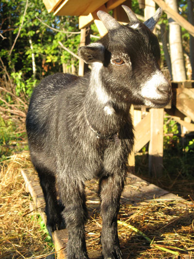 Smallest Goat of World