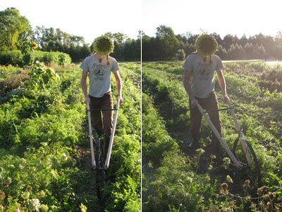 sunflowerman_wheelhoe
