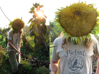 sunflowermanyan