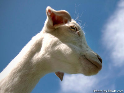 Baby Goat