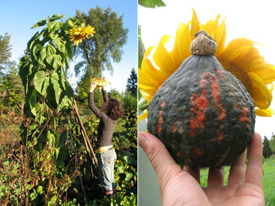 giant sunflower