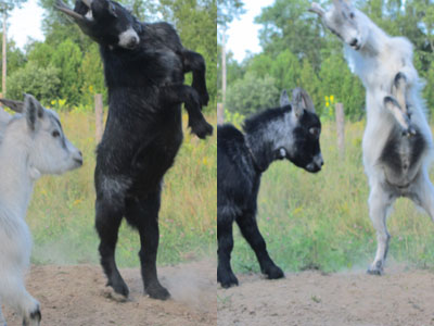 baby goats