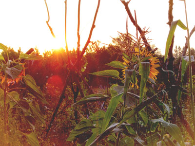 sunflower morning