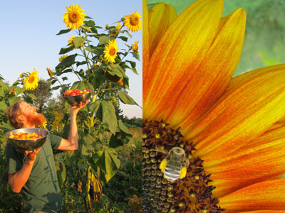 sunflower offering - harvest vegetables