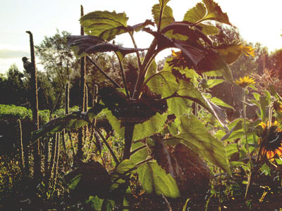 woodpecker on mullein