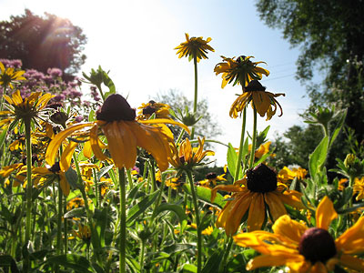 Brown Eyed Susan