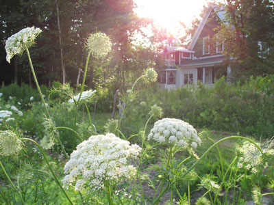 Carrot Flowers for Seed