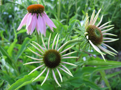 coneflower