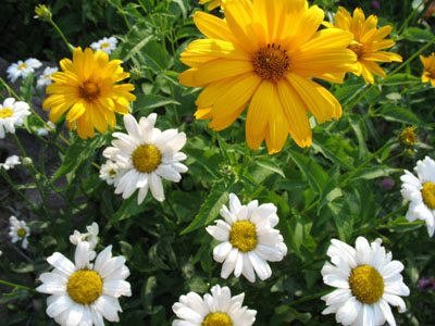 daisies