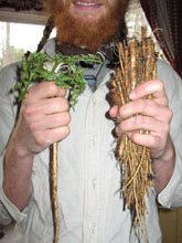 Dandelion Root Coffee