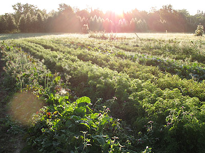 The carrot field