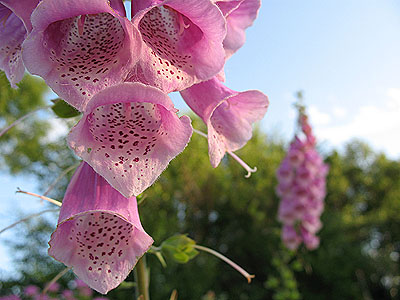foxglove