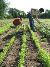 Hoeing Carrots