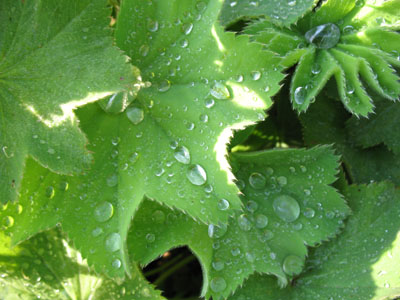 ladysmantle