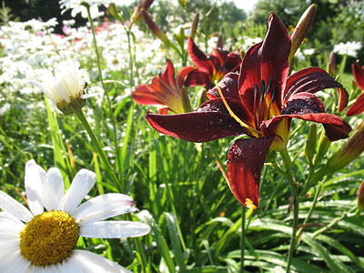 Lily and Daisy