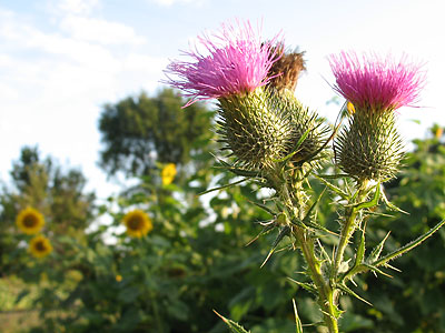 milk thistle