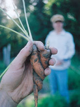 Ontario Vegetarian Bed & Breakfast Ontario Vegetarian Bed & Breakfast