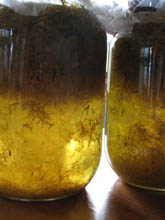 Brewing the Dandelion Wine
