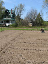 Planting the Carrot Field