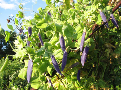 Purple Heirloom Peas