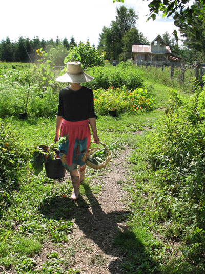 harvesting for a vegetarian dinner
