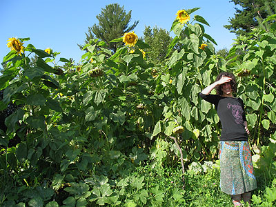 In the sunflowers