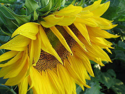 Sunflower Face