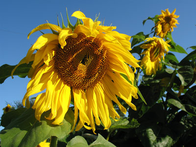 Piebird Sunflower Family Portraits
