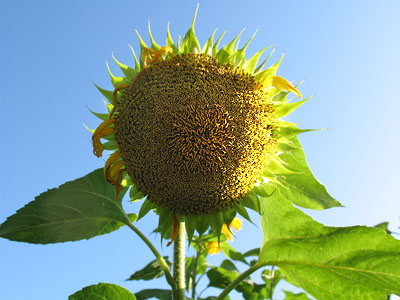 Piebird Sunflower Family Portraits