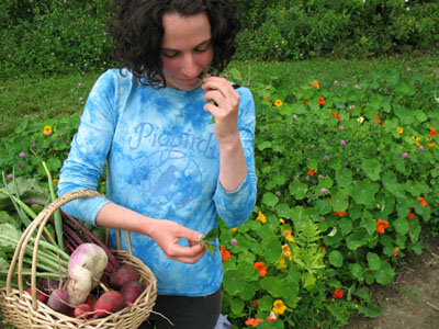 Harvesting for a vegetarian dinner