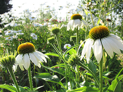 Coneflower in Bloom