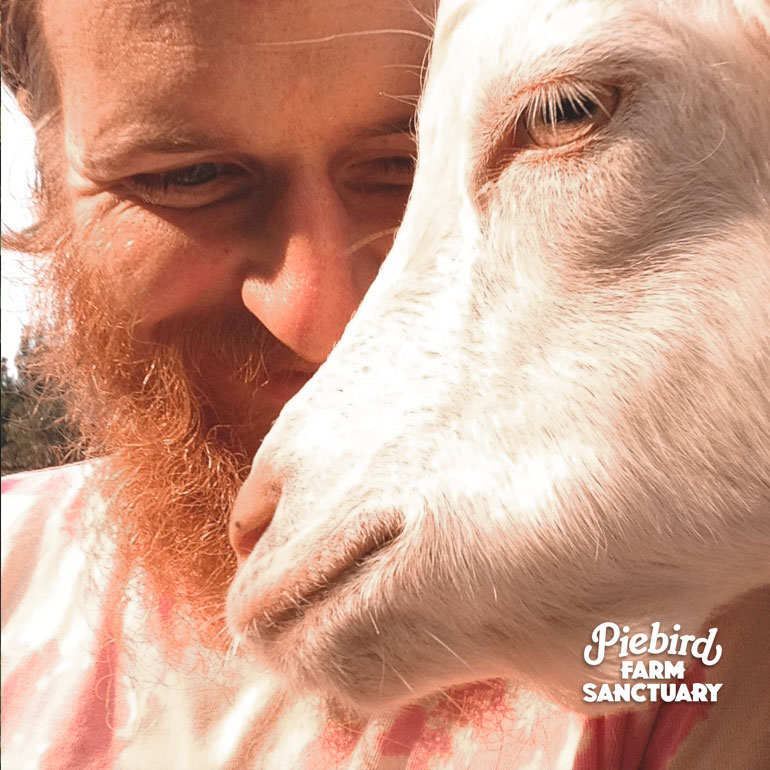 sanctuary goat