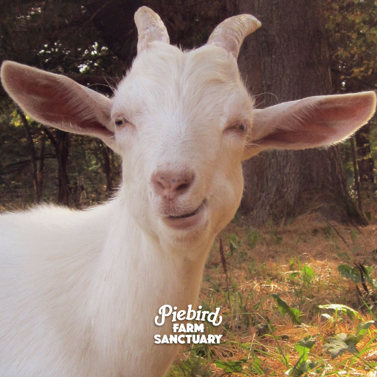 sanctuary goat TVO Hard Rock Medical