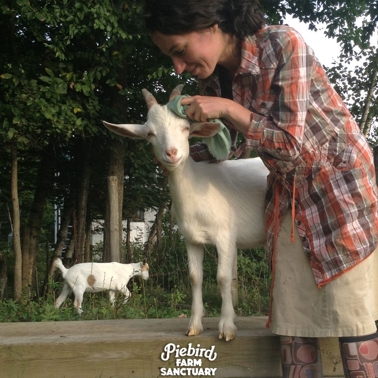 Farm sanctuary goat