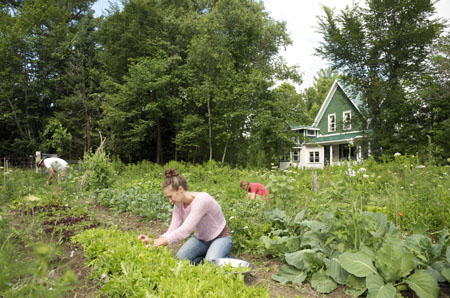 Harvesting from the Garden, getting ready for lunch - Photo by Liz Lott