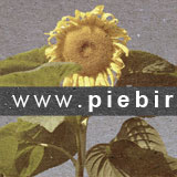 Piebird Picnic and Garden Concert 2012