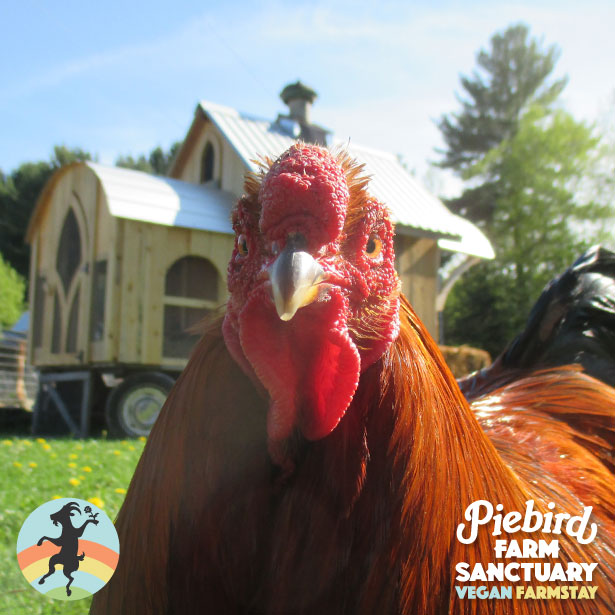 Piebird Farm Sanctuary