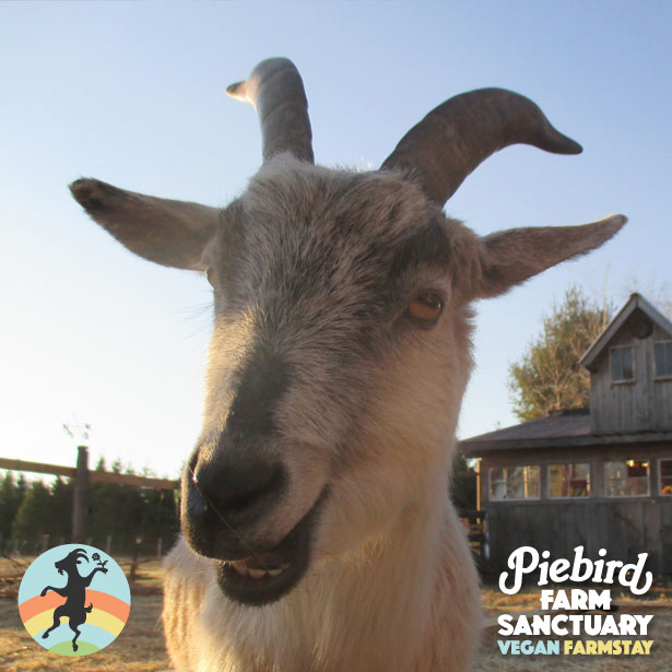 Piebird Farm Sanctuary
